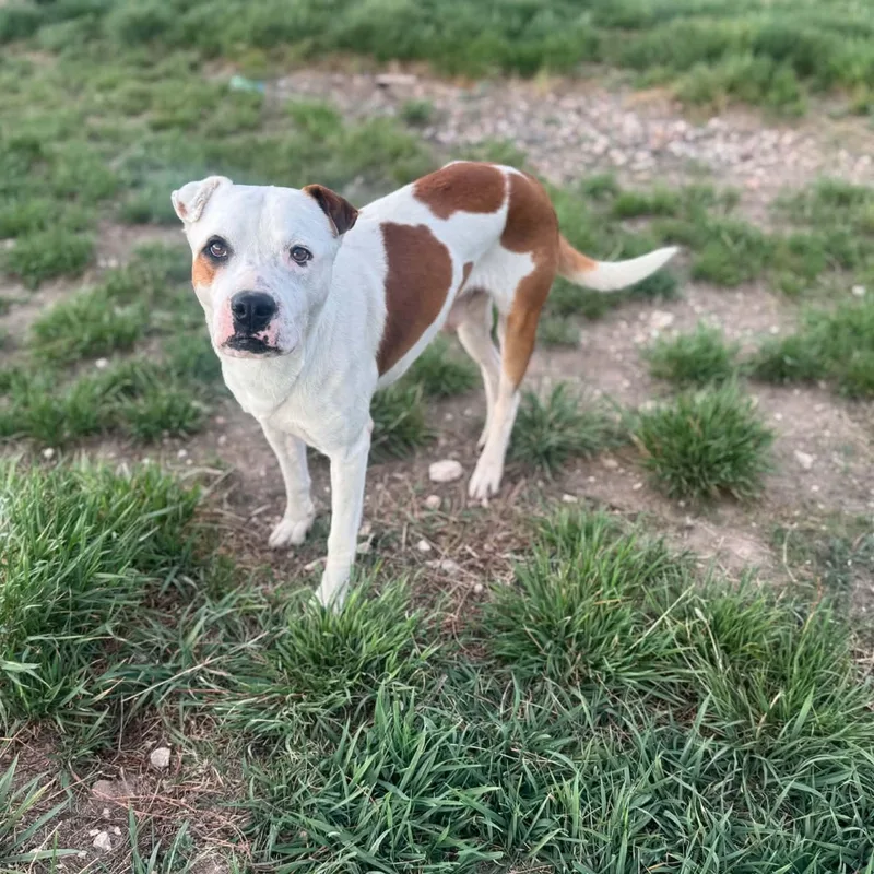 An adult medium-sized male White / Cream American Bulldog dog named Dino for adoption in Mead, CO
