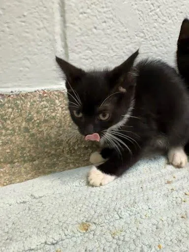 A baby small-sized female Domestic Short Hair cat named Cynder for adoption in Washington, DC