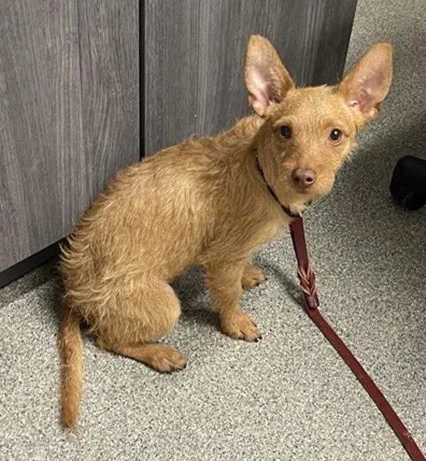 A young small-sized male Terrier dog named Simba for adoption in Escondido, CA