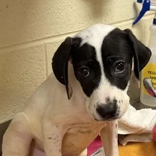 A baby small-sized female Mixed Breed dog named Macey for adoption in Asheville, NC