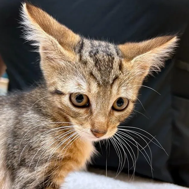 A baby small-sized female Brown / Chocolate Domestic Short Hair cat named Larb for adoption in Woodinville, WA