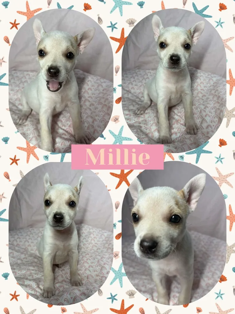 A baby small-sized female White / Cream Chihuahua dog named Millie for adoption in Ringwood, NJ
