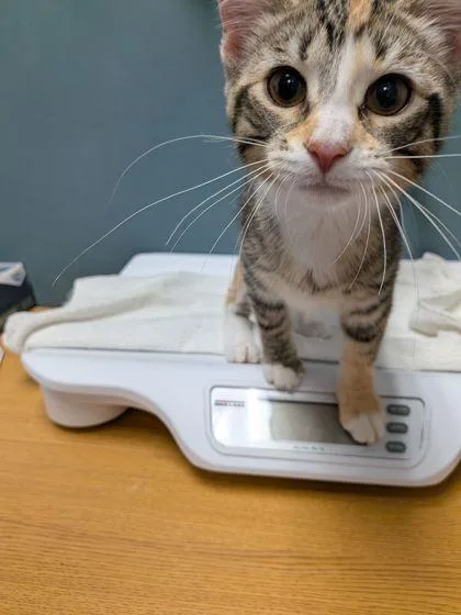 A baby small-sized female Domestic Short Hair cat named Whimsy for adoption in Shawano, WI