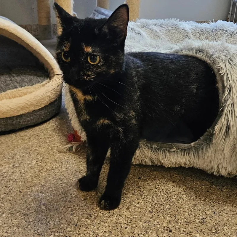 An adult medium-sized female Tortoiseshell Domestic Short Hair cat named Stella for adoption in Conway, NH