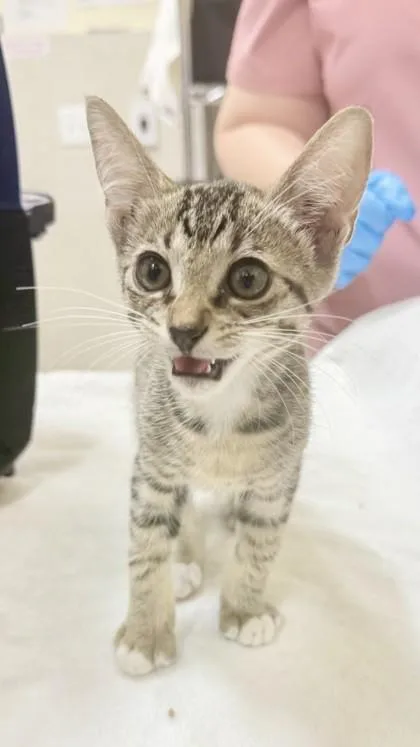 A baby small-sized female Domestic Short Hair cat named Yuko for adoption in Honolulu, HI