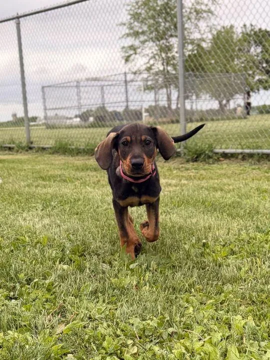 A baby medium-sized female Labrador Retriever dog named Ella for adoption in Jefferson, WI