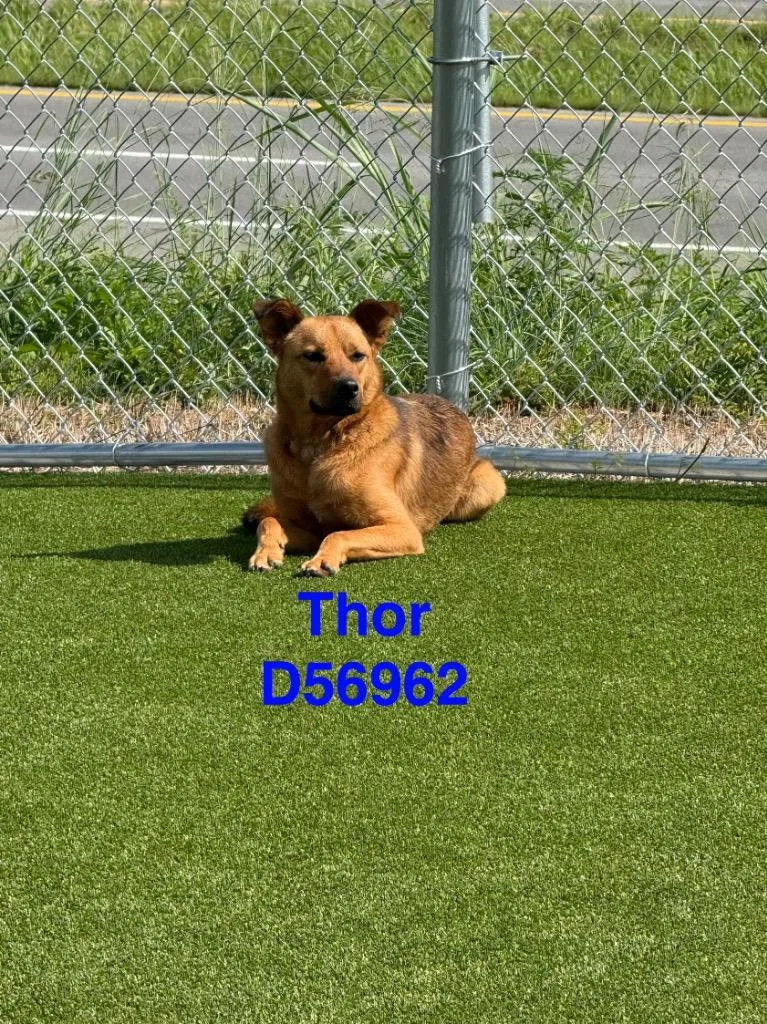 Thor thumbnail 2