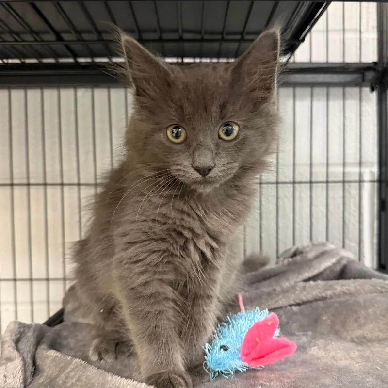 A baby small-sized female Gray / Blue / Silver Domestic Long Hair cat named Murcella for adoption in Hampton Bays, NY