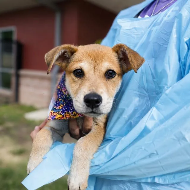A baby small-sized male American Staffordshire Terrier dog named Beau for adoption in San Antonio, TX