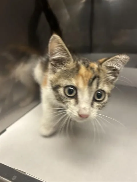 A baby small-sized female Domestic Short Hair cat named May for adoption in Miami, FL