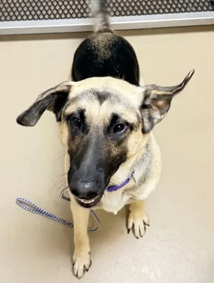 An adult large-sized male German Shepherd Dog dog named Brutus for adoption in South Bend, IN