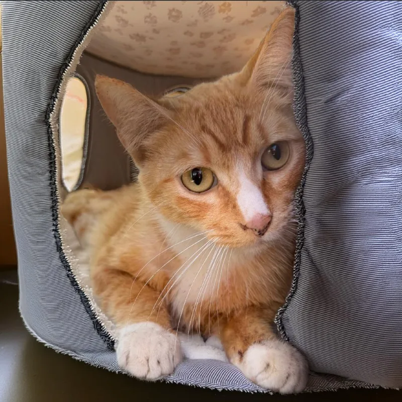 An adult small-sized male Orange / Red Domestic Short Hair cat named Sunny for adoption in Long Beach, CA