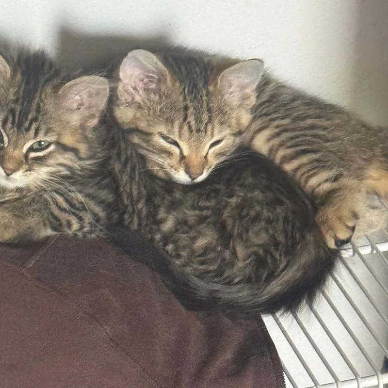 A baby small-sized female Brown / Chocolate American Shorthair cat named Clover for adoption in West Des Moines, IA