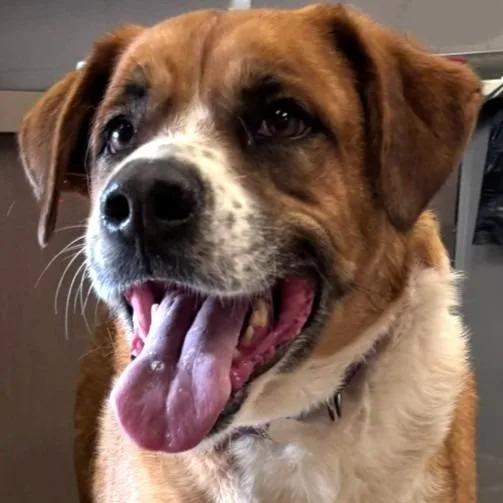 A senior medium-sized male Boxer dog named Buster for adoption in Brenham, TX