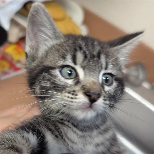 A baby small-sized male Domestic Short Hair cat named Bobby for adoption in Olivette, MO