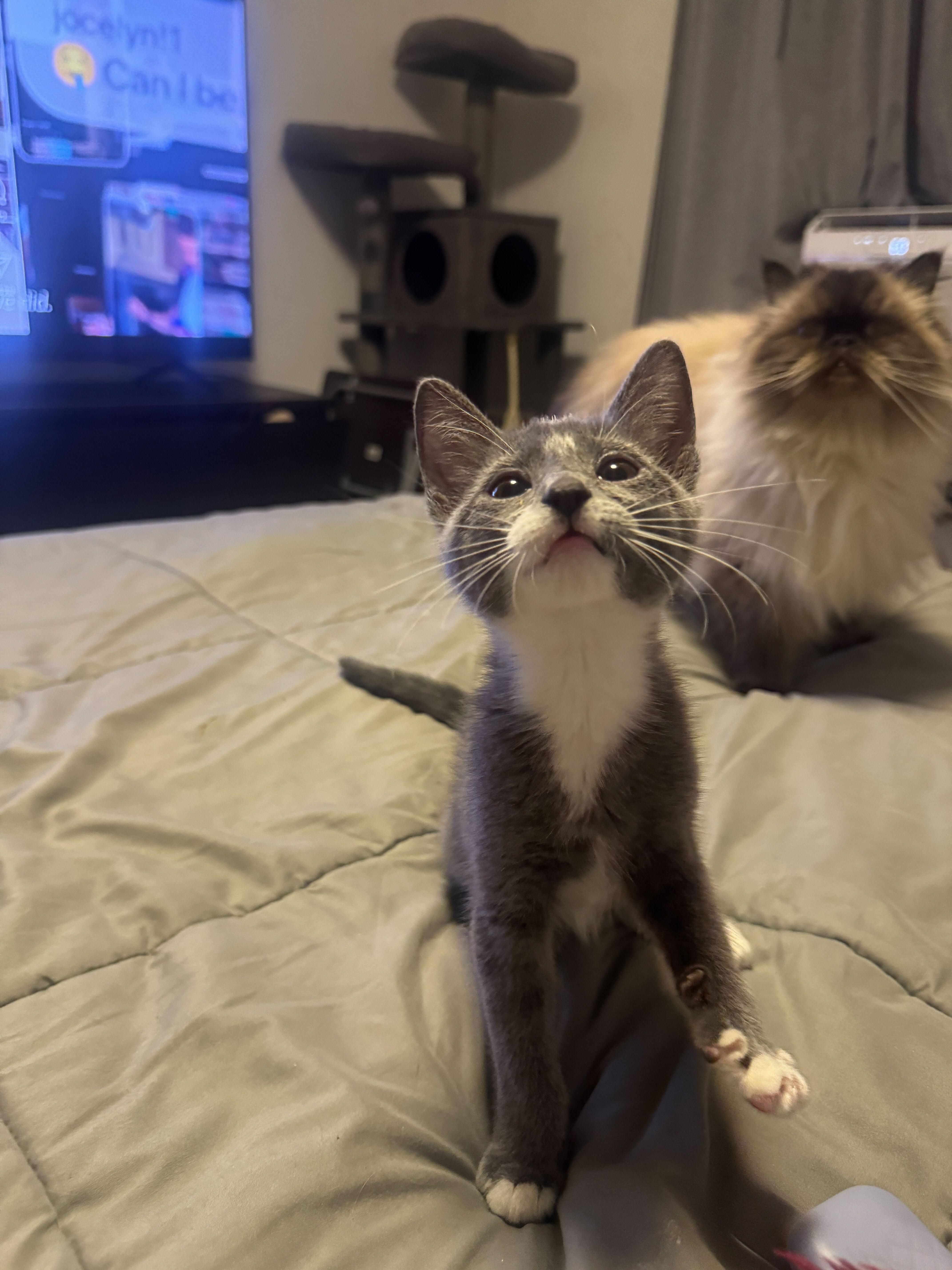 A baby small-sized female Gray & White Domestic Short Hair cat named Maisie for adoption in Long Island City, NY