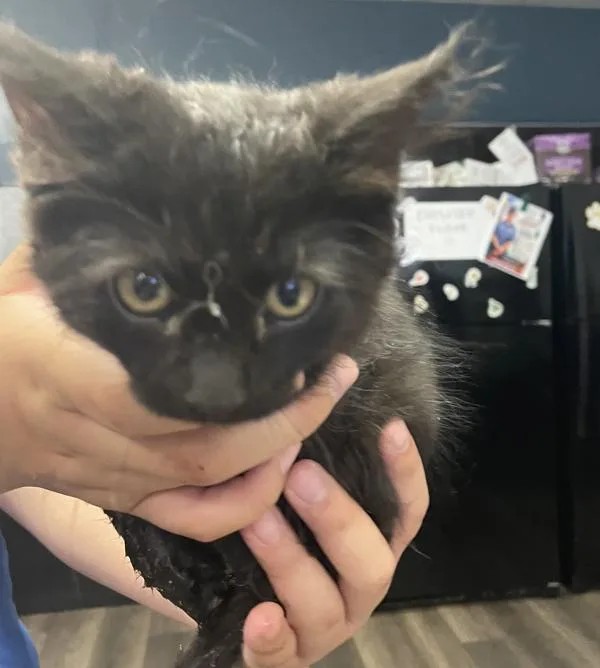 A baby small-sized female Domestic Short Hair cat named Noodle for adoption in Victorville, CA