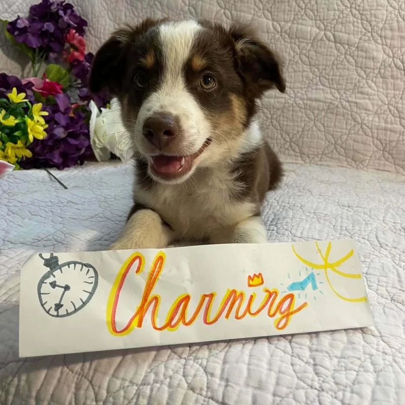 Charming thumbnail 3