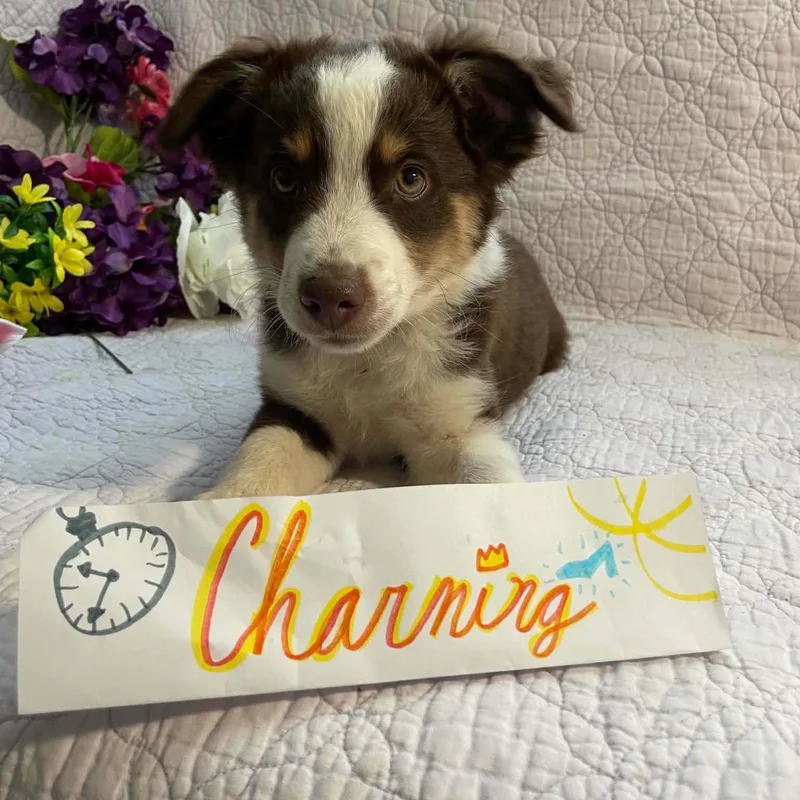 Charming thumbnail 4