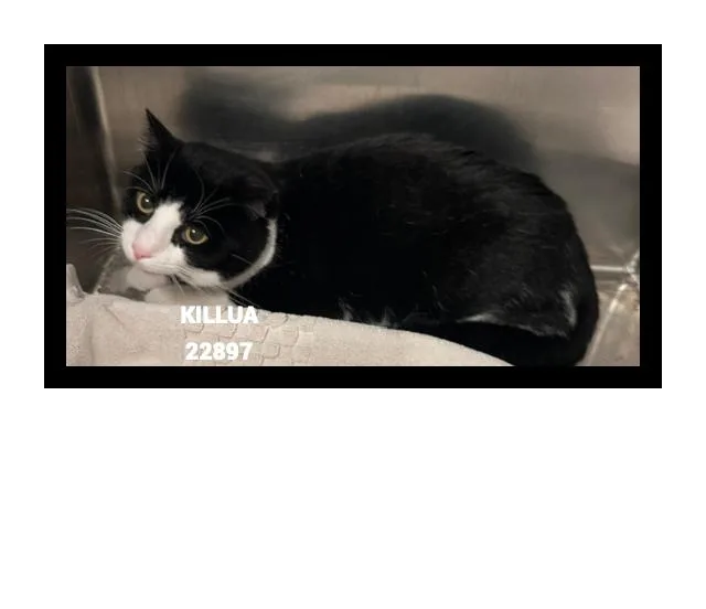 A young medium-sized male Black & White / Tuxedo Domestic Short Hair cat named Killua for adoption in Marietta, GA