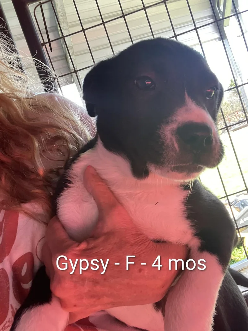 Gypsy