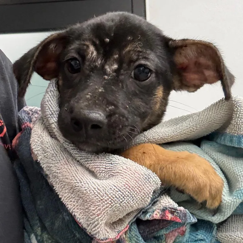 A baby small-sized female Australian Shepherd dog named London for adoption in Abilene, TX