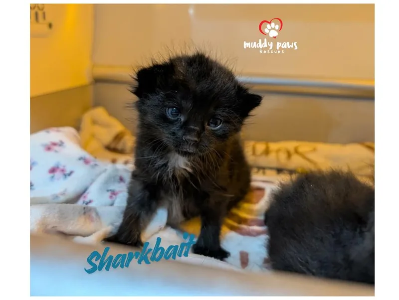 A baby small-sized male Black Domestic Short Hair cat named Nemo Litter: Sharkbait for adoption in Council Bluffs, IA