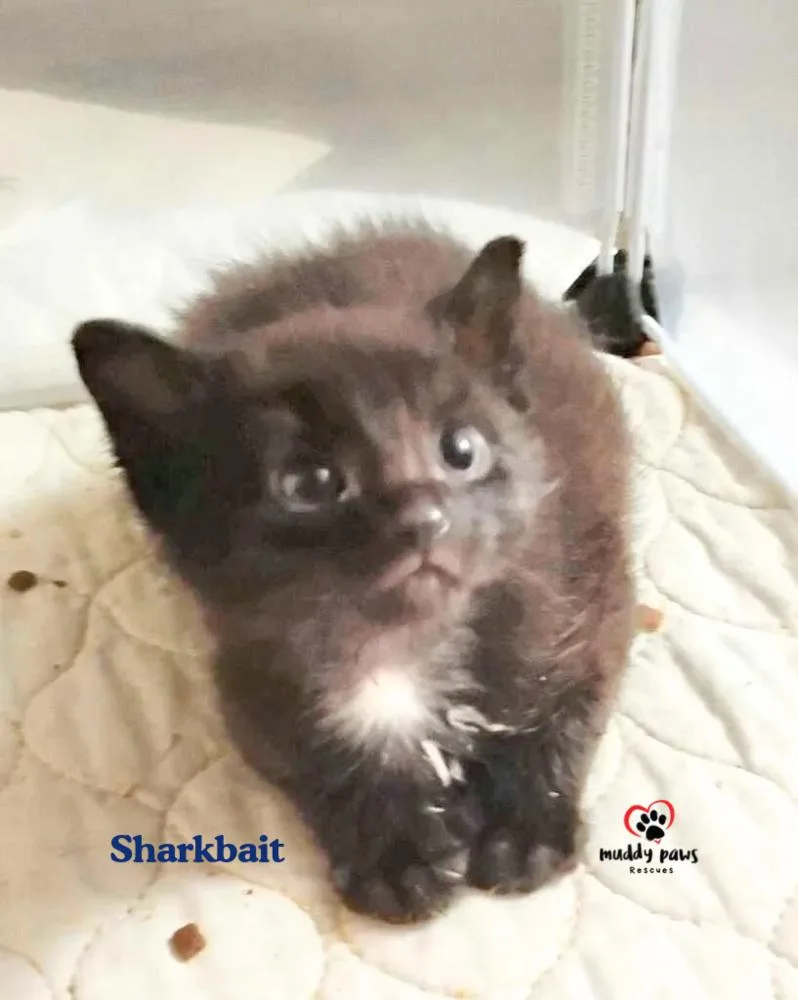 Nemo Litter:  Sharkbait thumbnail 2