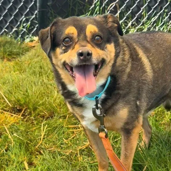 A senior medium-sized male Beagle dog named Jojo for adoption in Severn, MD