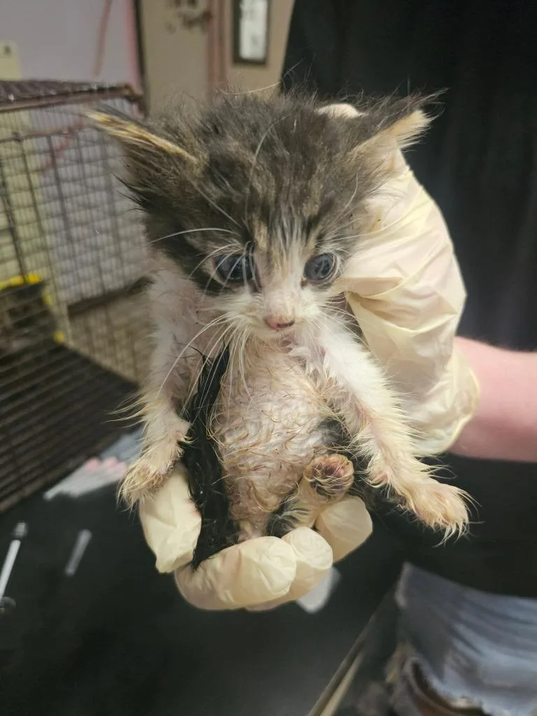 A baby small-sized male Domestic Short Hair cat named Calvin for adoption in New Braunfels, TX