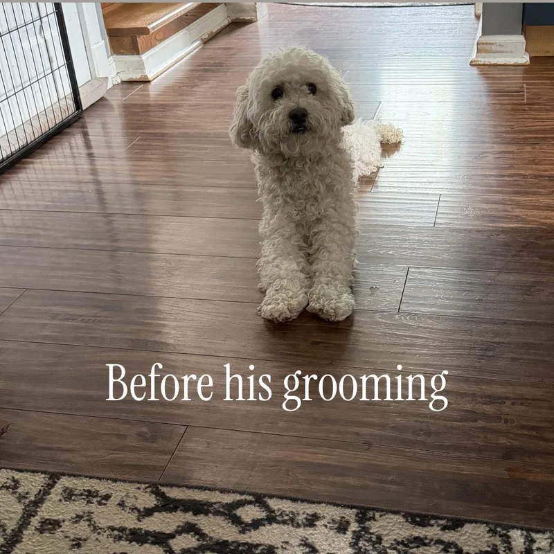 Odie thumbnail 2