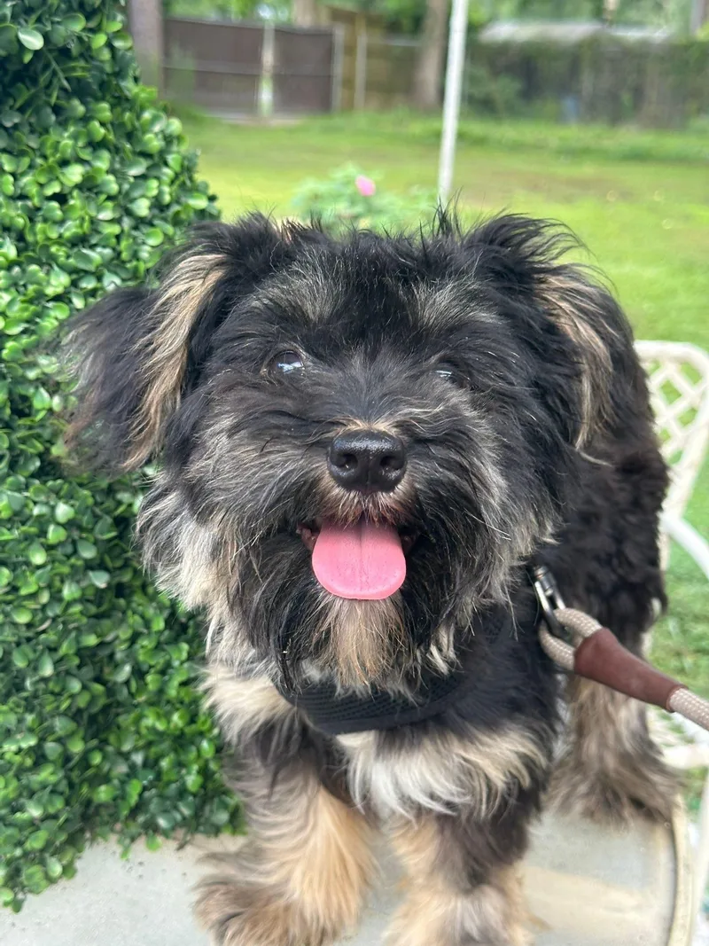 An adult small-sized male Black Miniature Schnauzer dog named Rudy for adoption in Vidor, TX