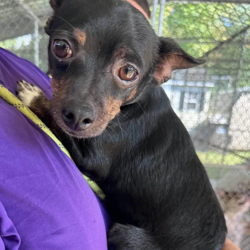 An adult unknown-sized male Chihuahua dog named Blinky for adoption in Tappahannock, VA