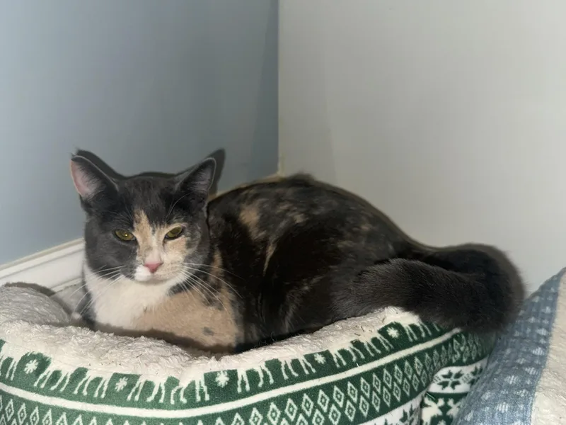 Agatha Kiki