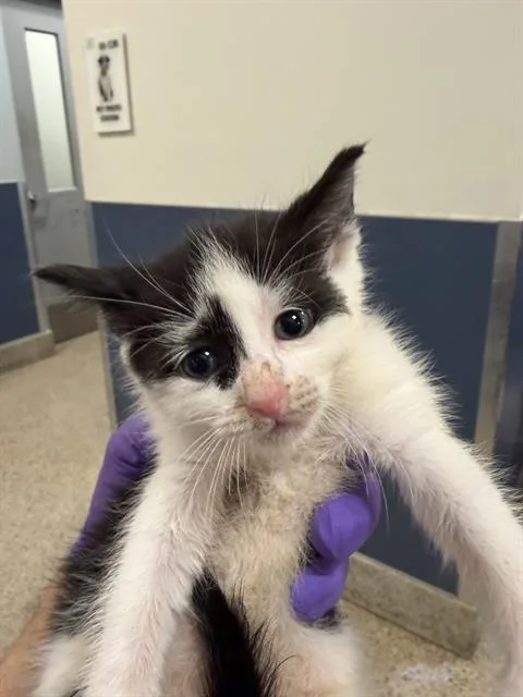 A baby small-sized male Domestic Short Hair cat named Manny for adoption in Miami, FL