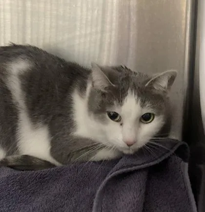 An adult small-sized female Domestic Short Hair cat named Autumn for adoption in Cincinnati, OH