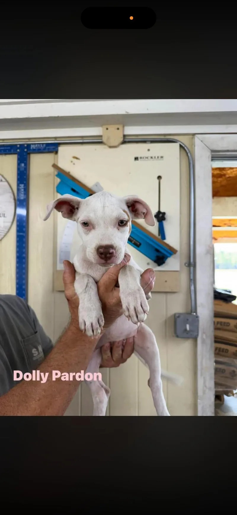 A baby medium-sized male Bicolor Mixed Breed dog named Johnny Cash  Willie for adoption in seaside heights, NJ