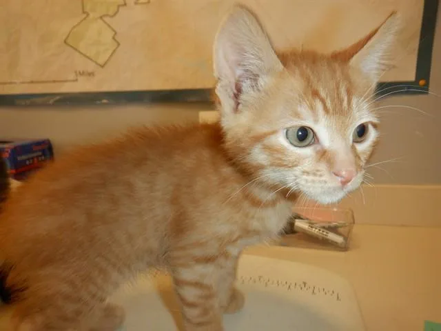 A baby small-sized male Domestic Short Hair cat named Muffin for adoption in San Jose, CA