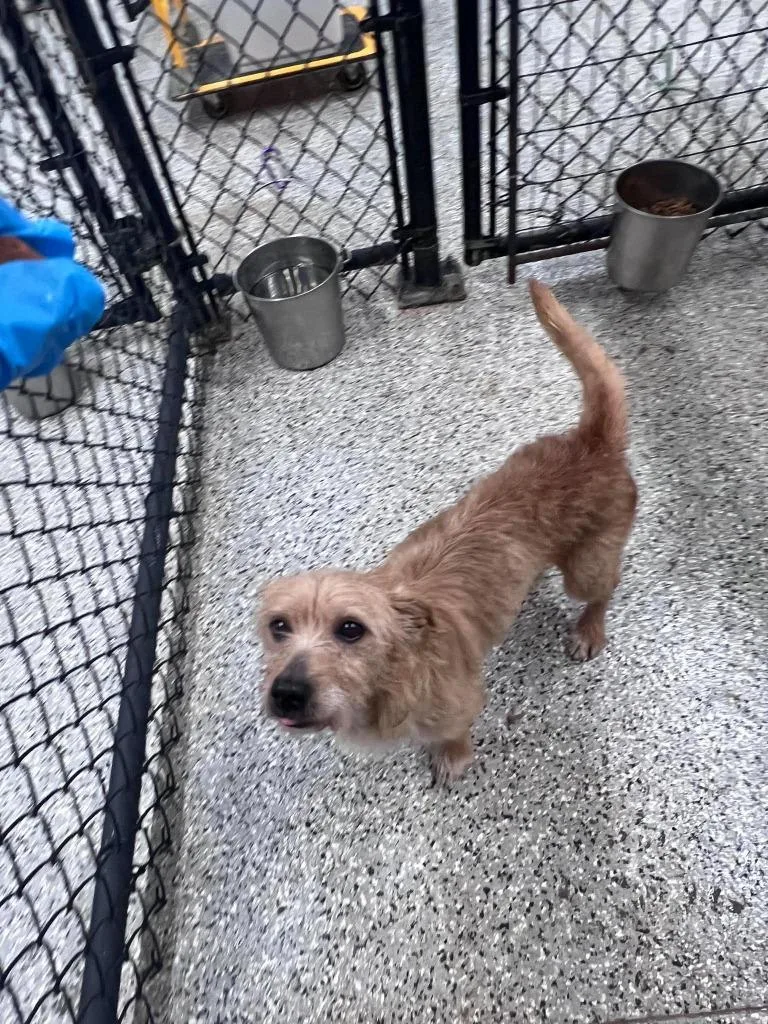 An adult medium-sized male Terrier dog named WinnDixie for adoption in Republic, MO