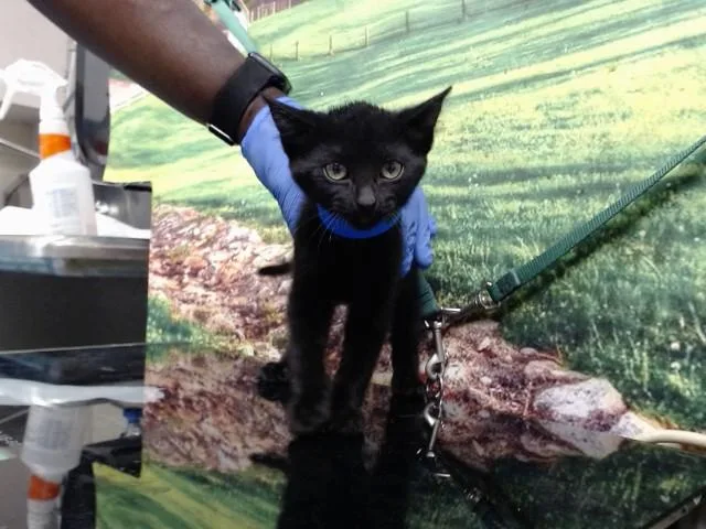 A baby small-sized male Domestic Short Hair cat named A for adoption in Moreno Valley, CA