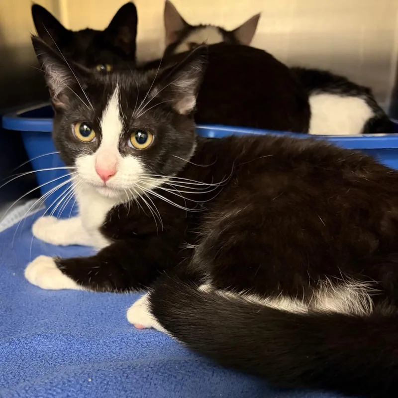 A baby small-sized female Black Domestic Short Hair cat named Rockstar for adoption in Keizer, OR