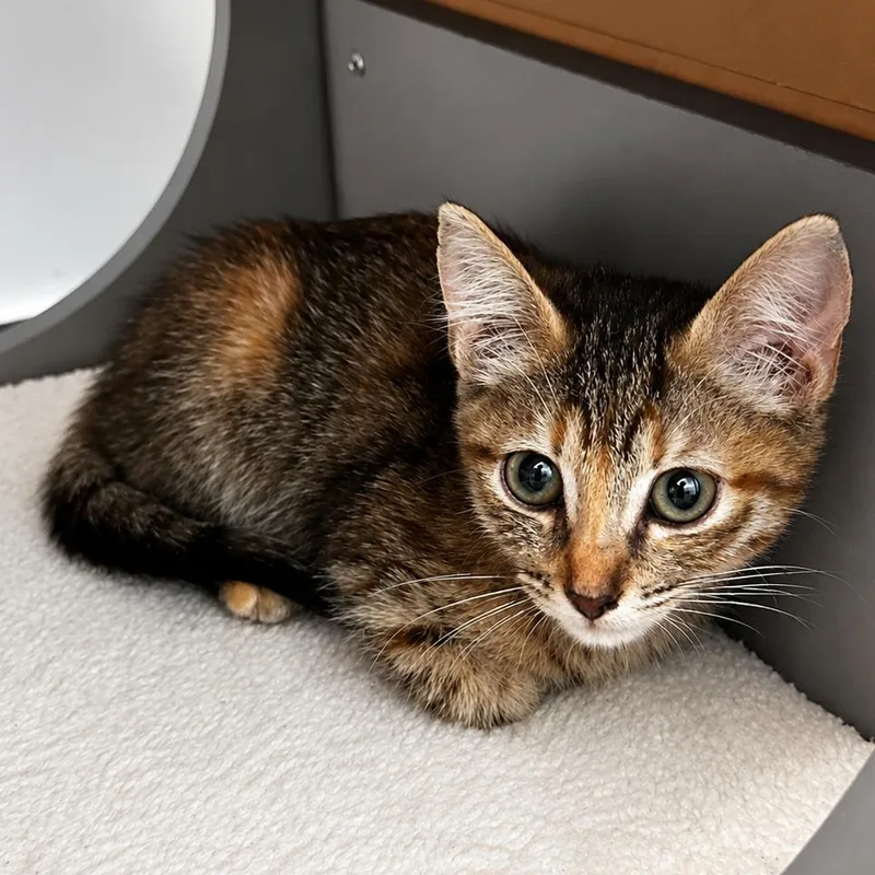 Baby Kit