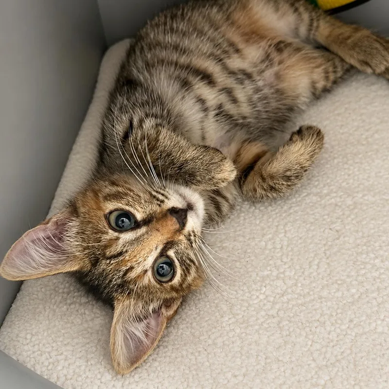 Baby Kit thumbnail 3