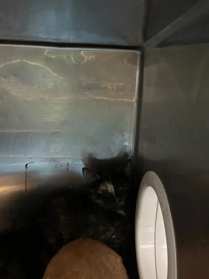 A young medium-sized female Black Domestic Medium Hair cat named 61508864 for adoption in El Paso, TX