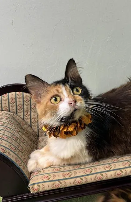Pumpkin