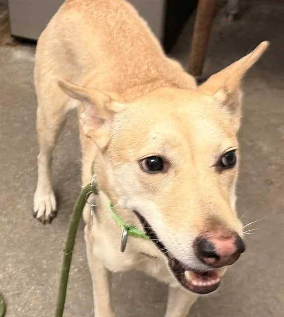 An adult medium-sized female Labrador Retriever dog named Peaches for adoption in Tucson, AZ