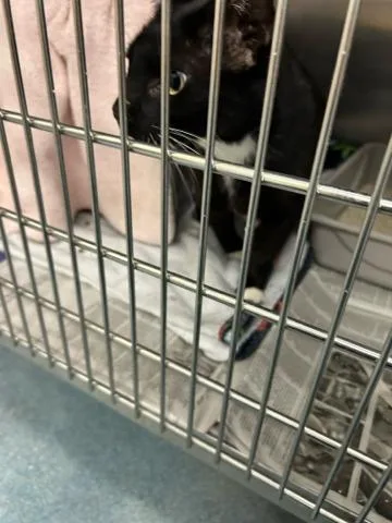 A young large-sized female Domestic Short Hair cat named Holly for adoption in West Palm Beach, FL