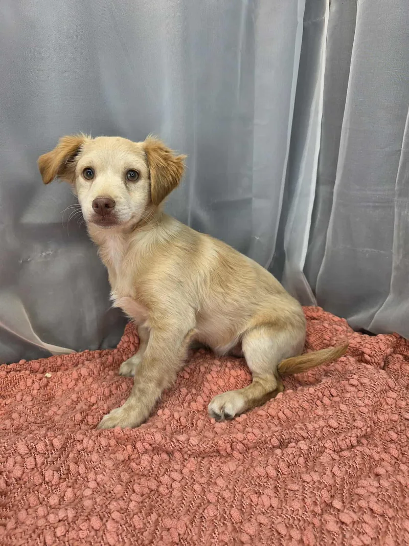 Chicken Little thumbnail 2