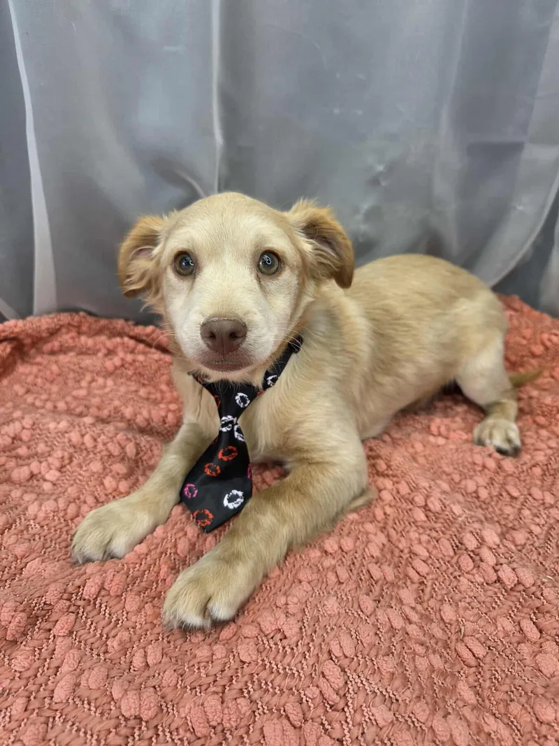 A young small-sized male Apricot / Beige Cocker Spaniel dog named Chicken Little for adoption in Foley, AL