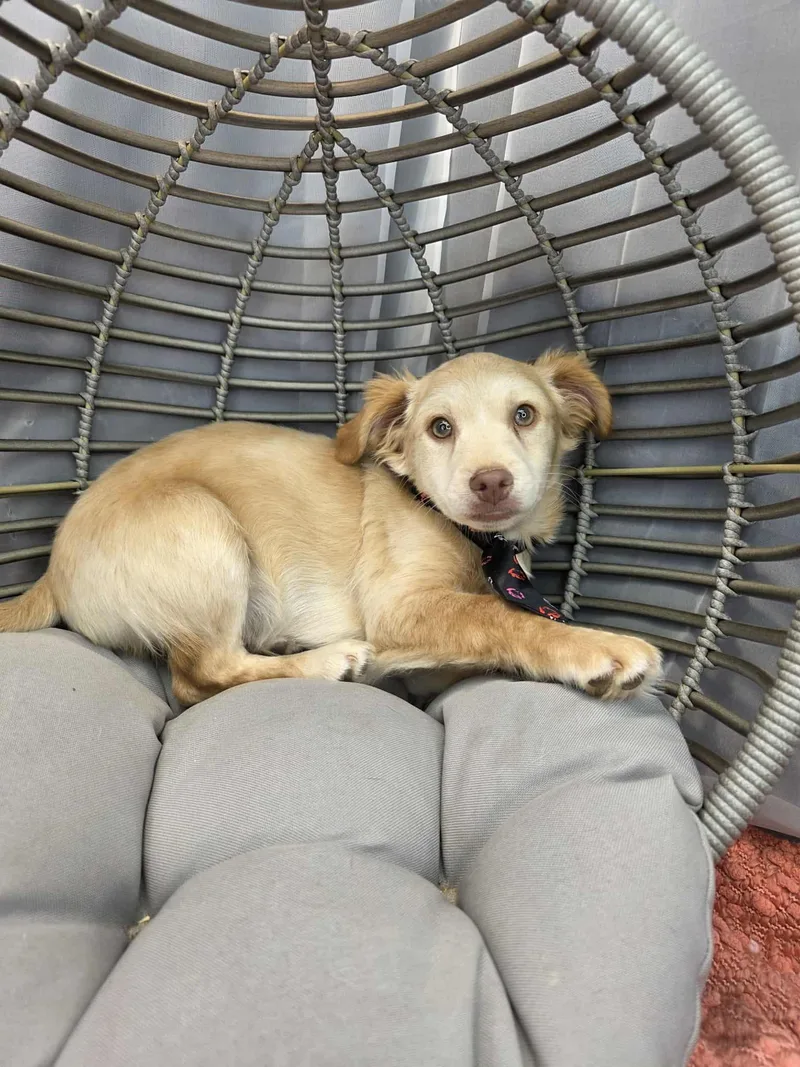 Chicken Little thumbnail 4